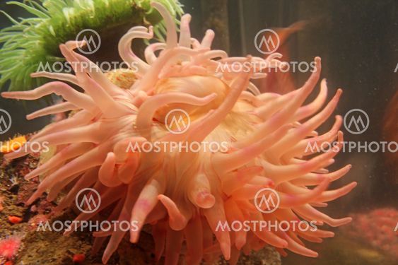 Peach colored sea anemone
