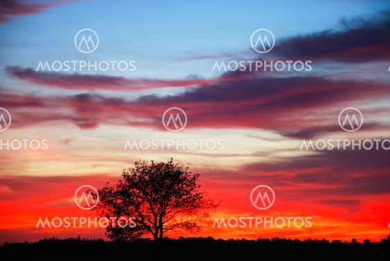 Single tree at sunset