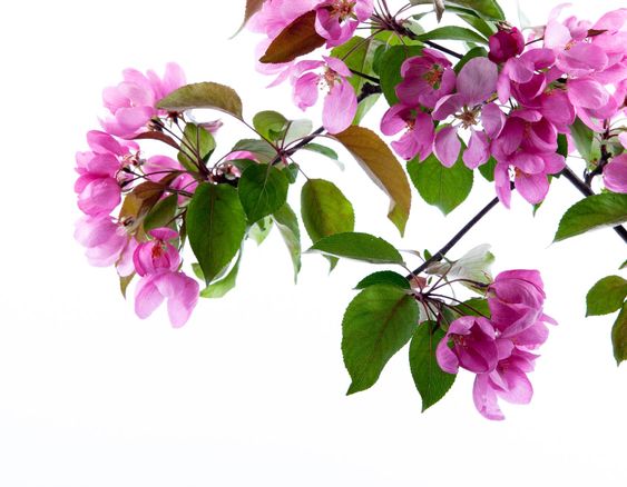 cherry blossom pink