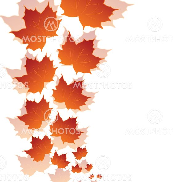 Autumn maple leaves isolated on white background