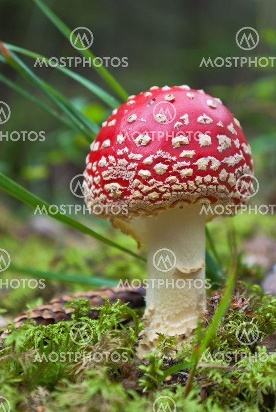 Fly agaric