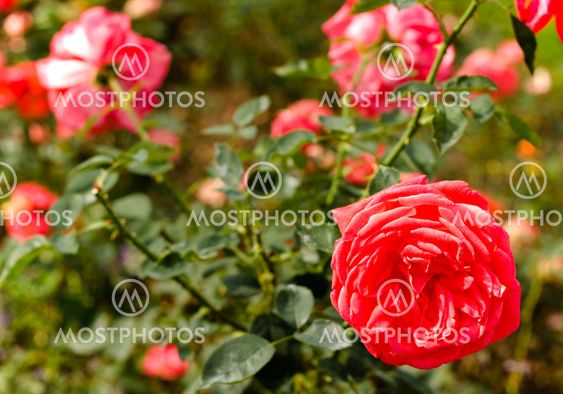 Close up of roses