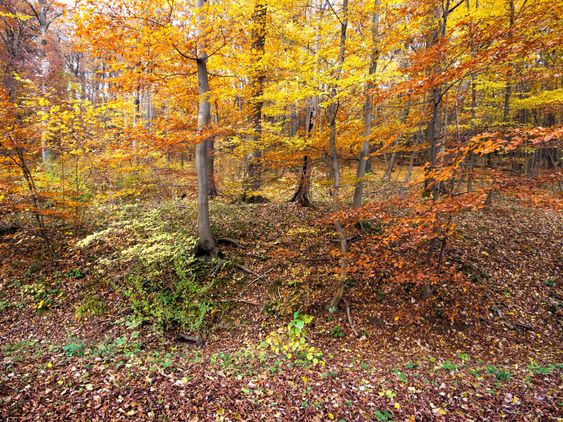 Skov i efteråret