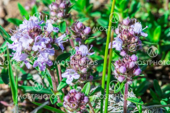 Flower thyme in the nature