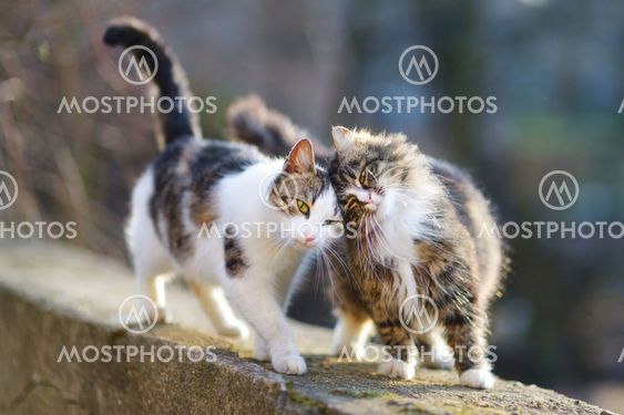 Two lovely cats on spring