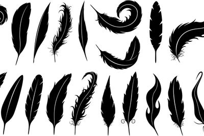 Set of different feathers 