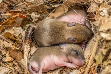 Brood of newborn mice cuddling to each other