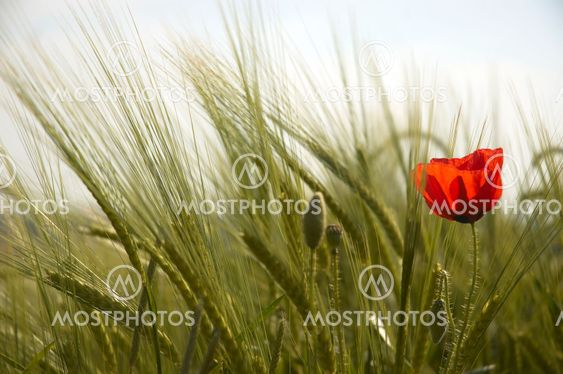 Poppy and Wheat