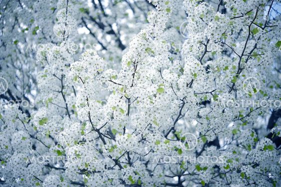 Flowering Tree Wild Plum