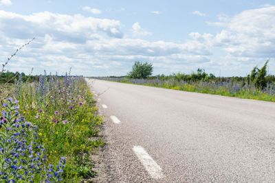 Blommande vägkant i Världsarvet Södra Ölands...