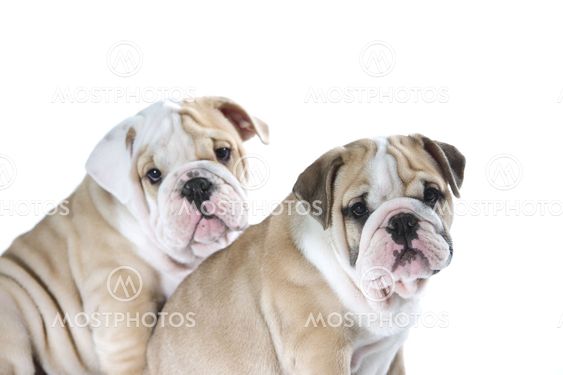 Cute english bulldog puppies isolated