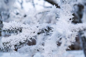 frost covered twigs of a tree on a winter day