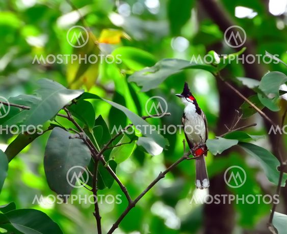 Red-whiskered Bulbul
