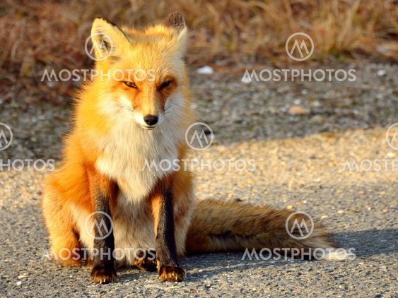Red Fox