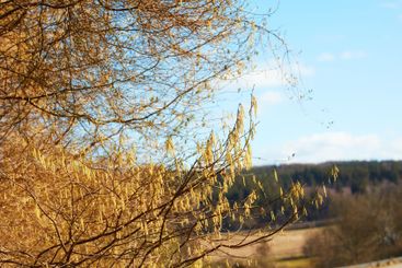 Tree, environment and landscape with blue sky, outdoor...