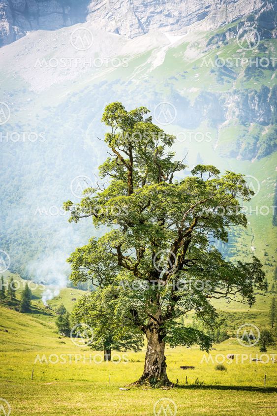 Tree with smoke in alps
