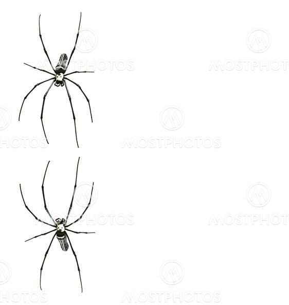Spider ramme