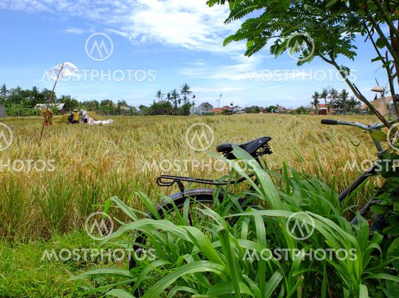 Traditional farm