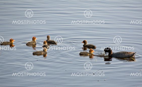 Waterhen Babies