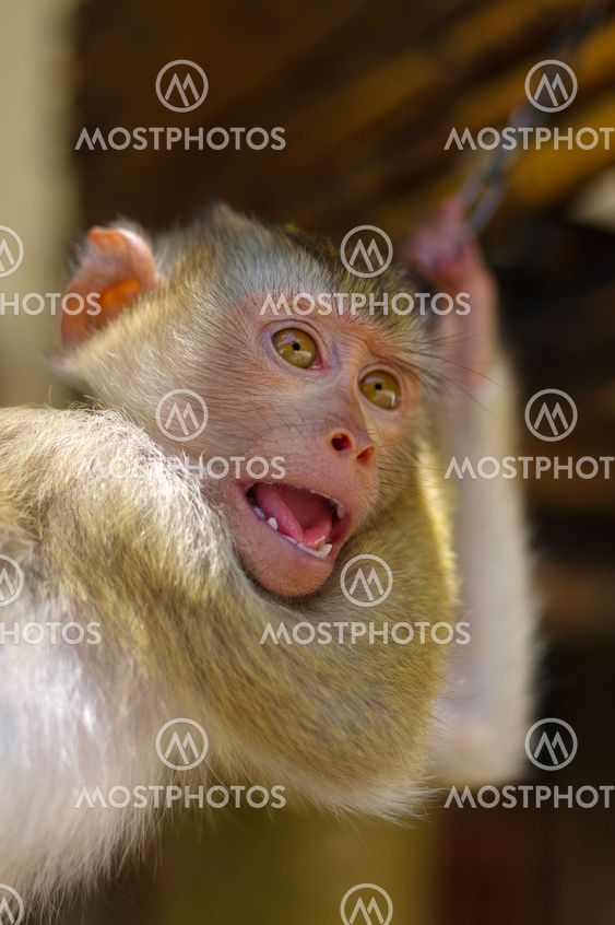 Young brown macaca monkey in chains in Thailand