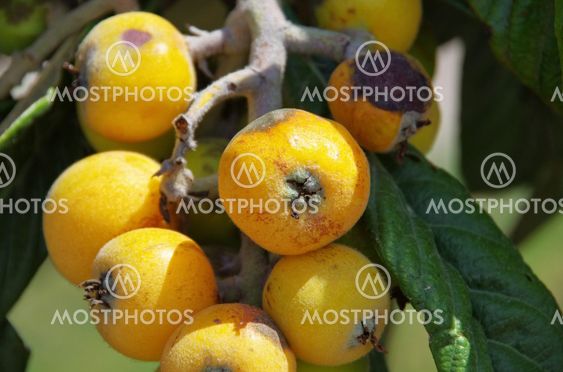Japanische Wollmispel - Loquat 01