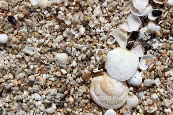 Snäckor på en sandstrand