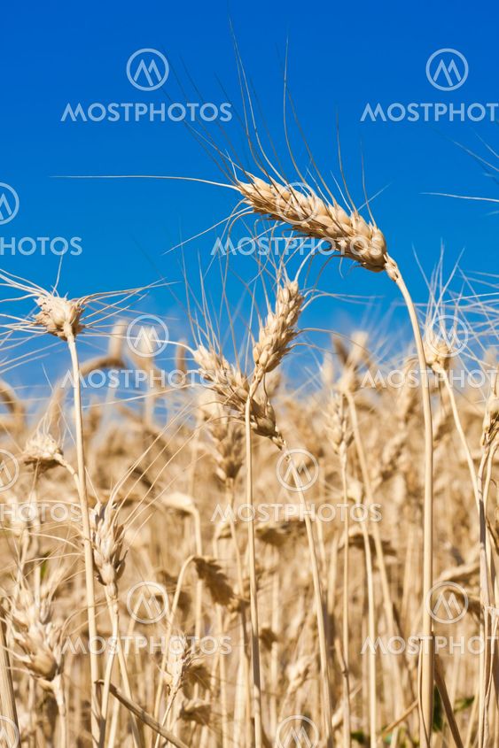 Wheat field
