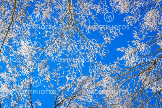 Frozen trees in winter with blue sky