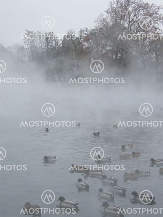Ducks on Theramal Lake
