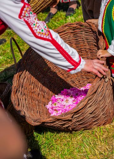 Traditional Bulgarian rose harvest with abstract people...