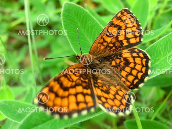 colorful butterfly