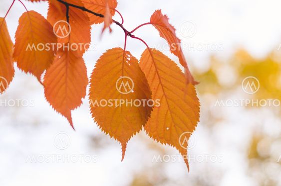 Tree branch with autumn orange leaves
