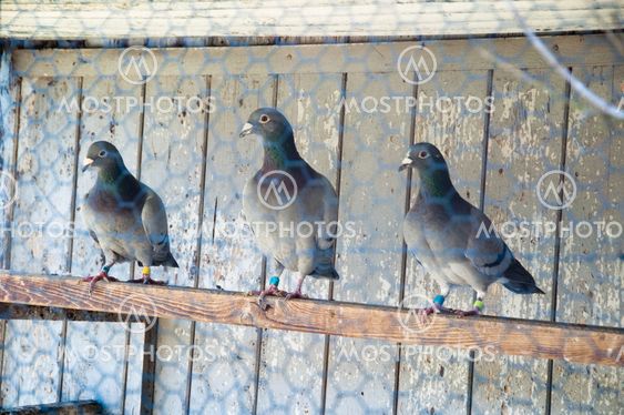 pigeon breeding