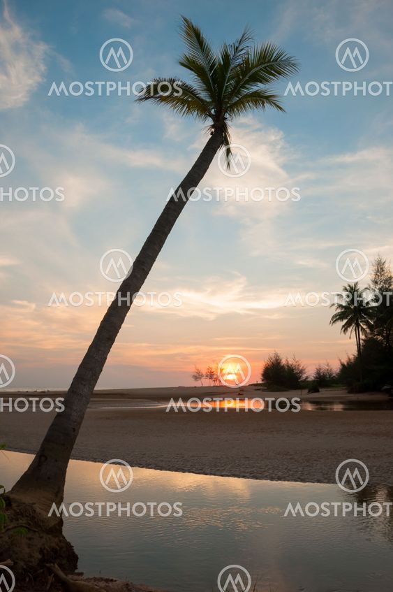 Palm tree on the beach