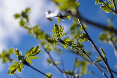 mountain ash tree branches in the spring season