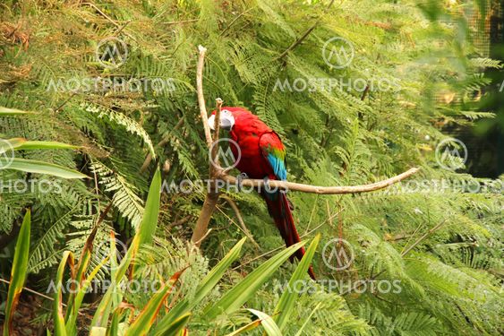 Parrot in the Forest