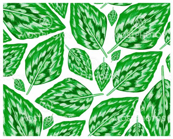 Illustration of Fresh Kaempferia Elegans Leaves Background