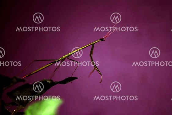 preying mantis out of room