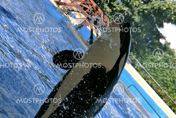 Killer Whale