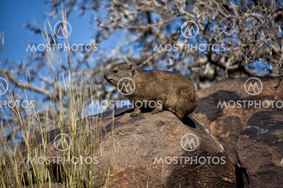 dassie rock at quiver tree forest namibia