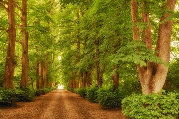 Forest, trees and light with path for natural road,...