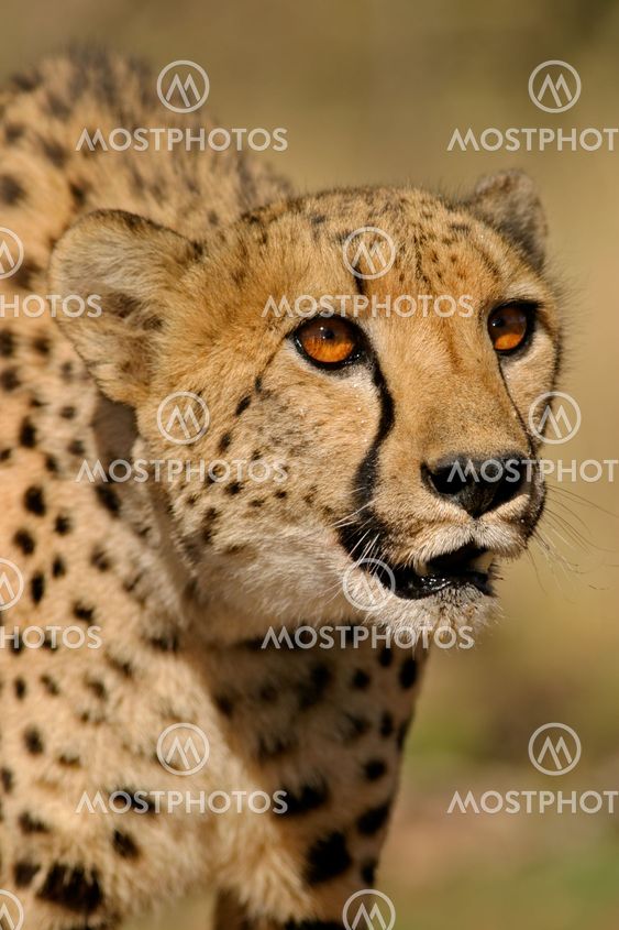 Cheetah portrait