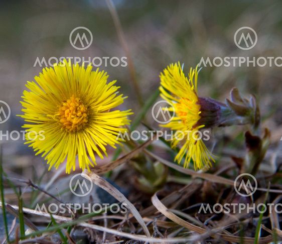 Tussilago, tussilago