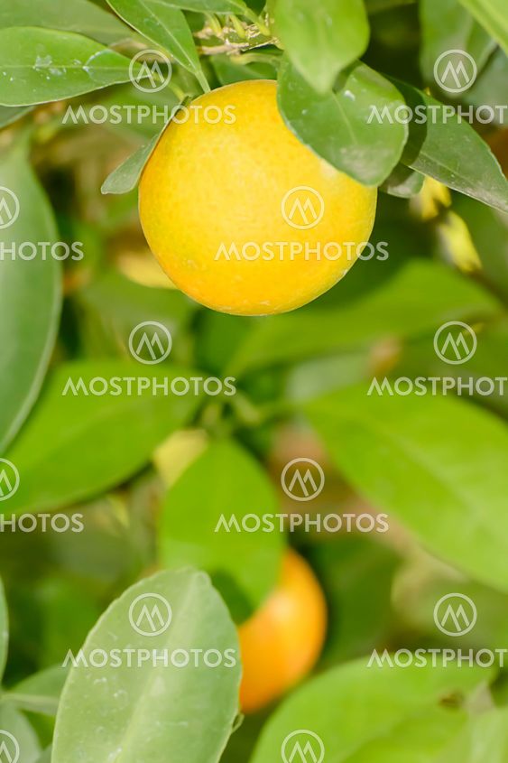 Orange on a tree