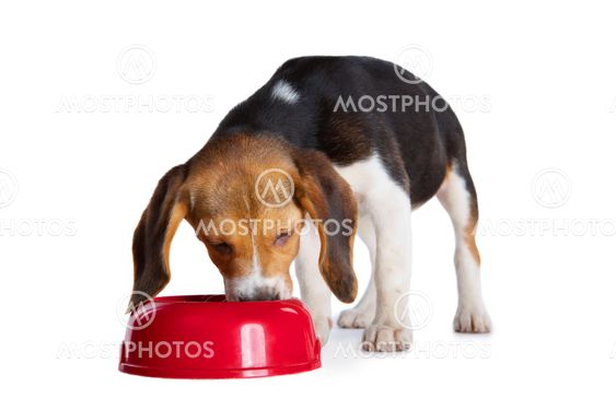 beagle puppy eating