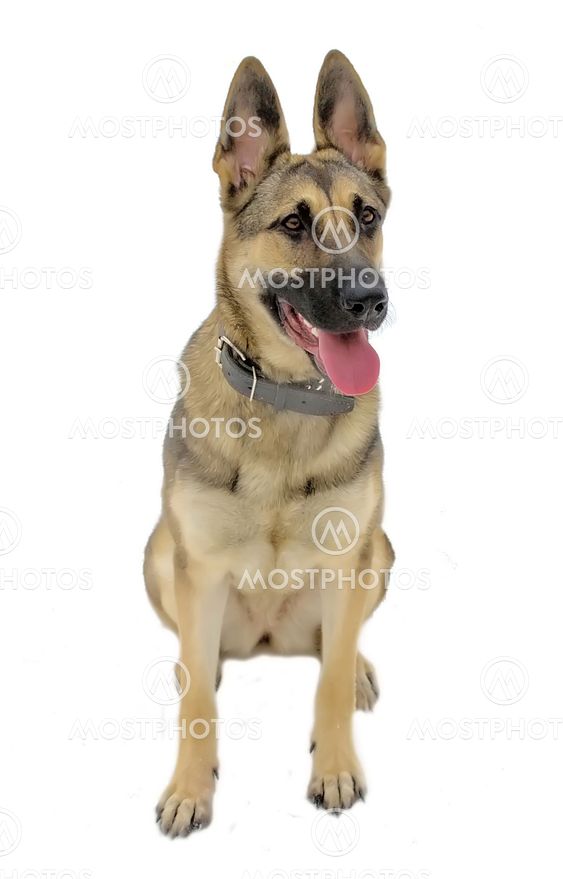 East-European Shepherd, 10 months old, on a white background
