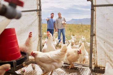 Men, father and son with chickens at poultry farm of...