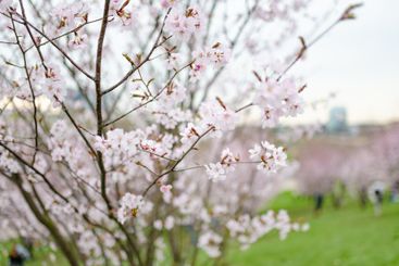 Beautiful cherry tree blossoming on spring. Beauty in...