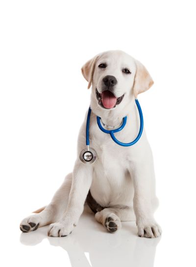Veterinarian dog