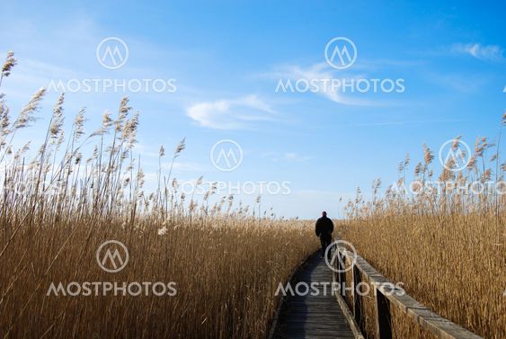 Walking in the reeds